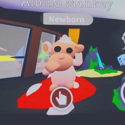 Albino Monkey